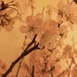 桜🌸咲きました…♪*ﾟ